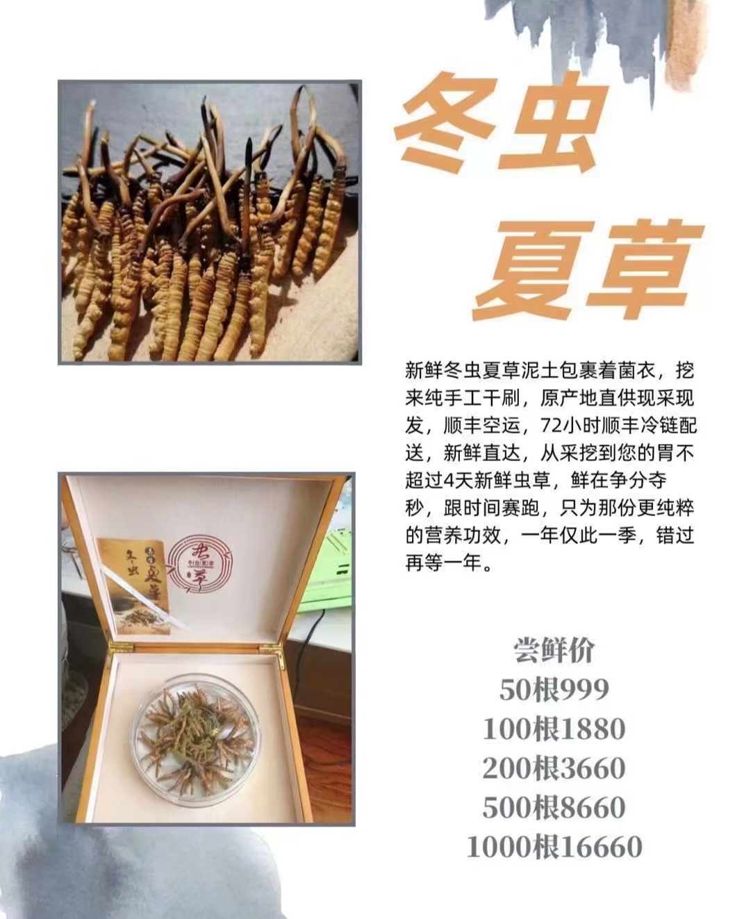 蛹蟲草最新價(jià)格表，全面了解蛹蟲草價(jià)格走勢