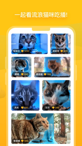 貓咪最新版本2025，探索小巷中的特色貓咪小店